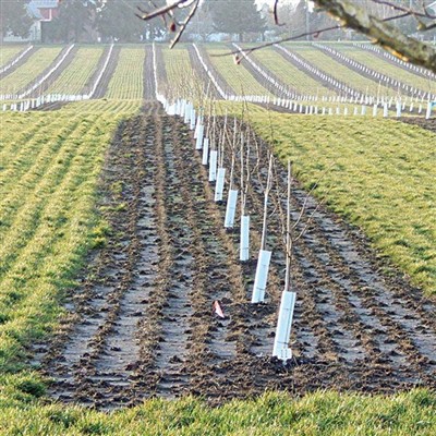 PP Plastic Tree Guard – Tinjauan Pengetahuan Industri